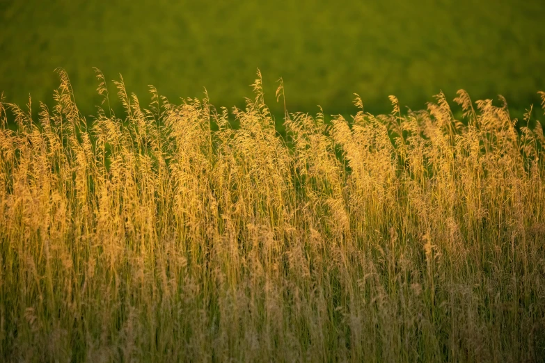 a field of grass with lots of yellow flowers