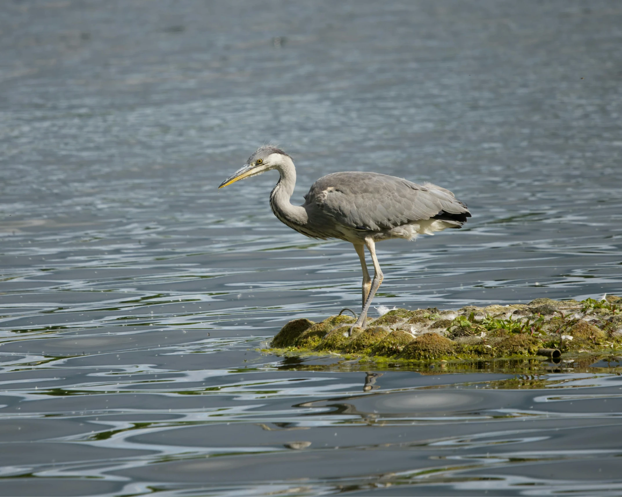 the bird is standing on a rock in the water