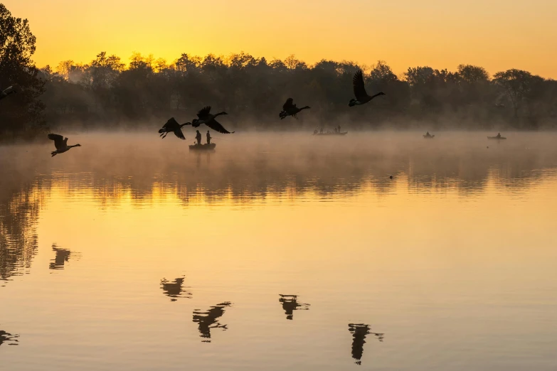 birds flying over the water as fog hangs over the forest