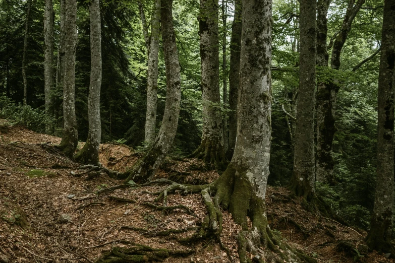 the view in the woods looking at tree roots