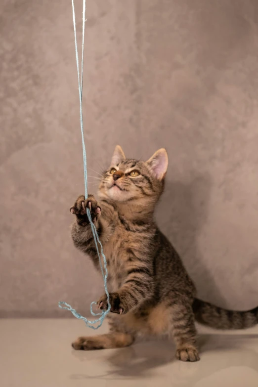 a striped cat holds onto the strings and stares at it