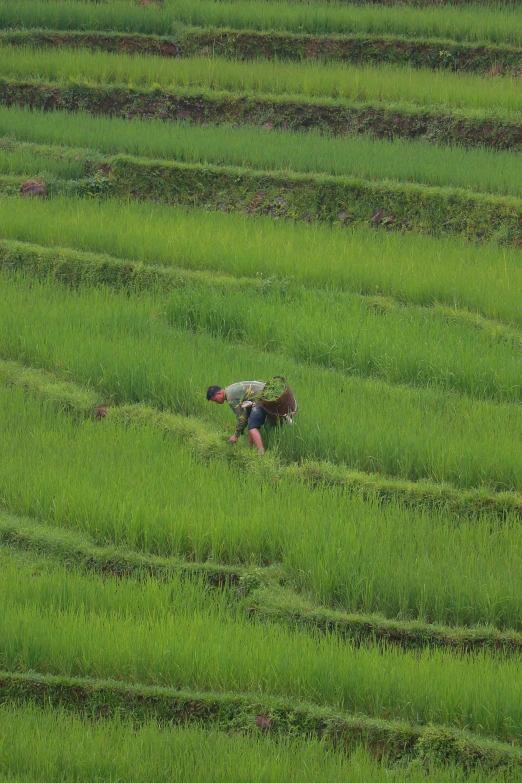 a man is working in the middle of green grass