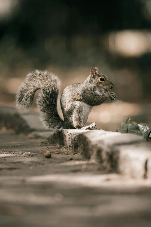 the squirrel stands on top of the rocks