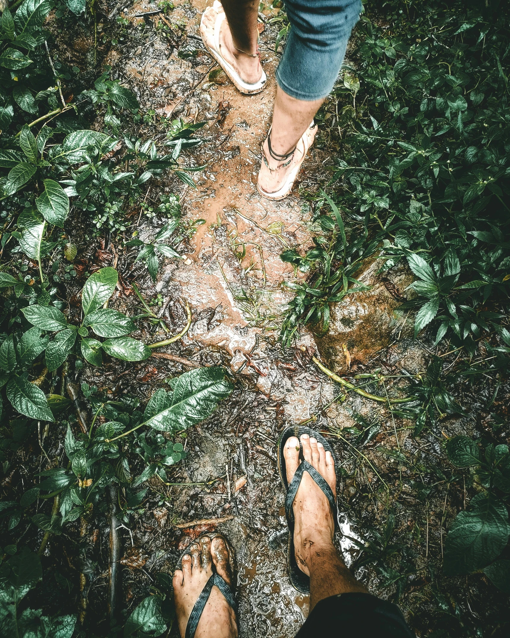 the ground is covered with green plants and dirt, while the legs are standing