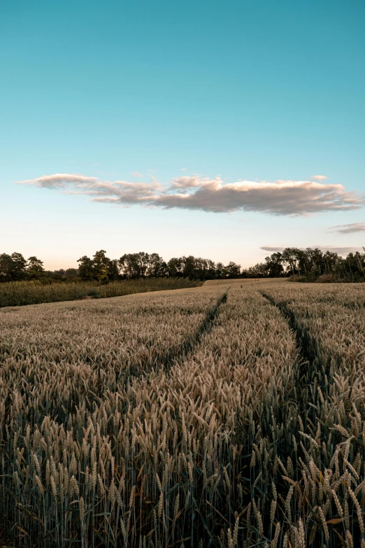 a large field of corn and trees during the day