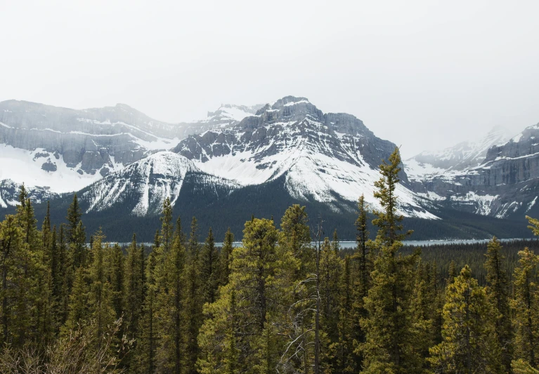 a group of trees and mountain range with snow