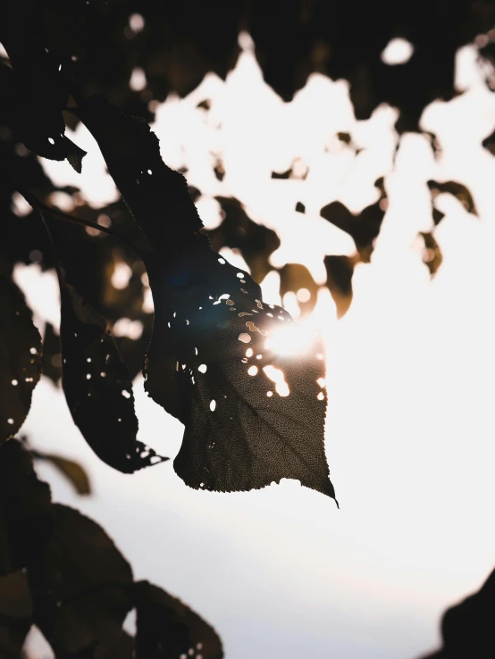 a tree with very little leaves and some light reflecting off it