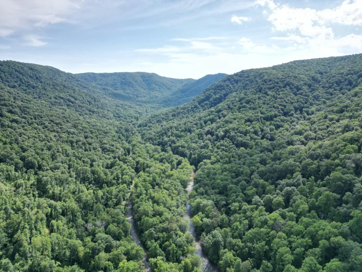 the trees are green on both sides of the road