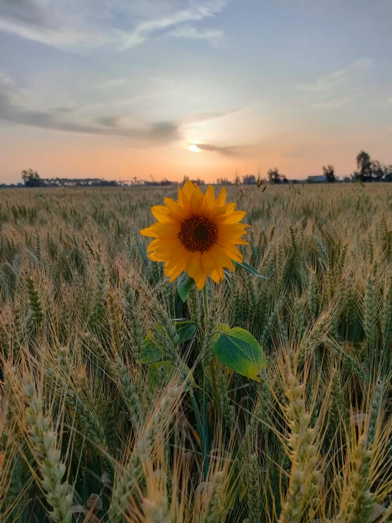 a lone sunflower stands in the middle of the grass