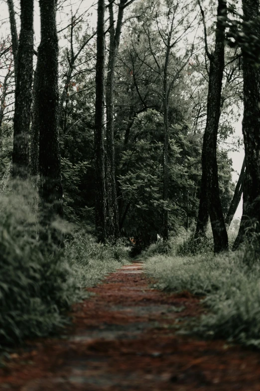 a dirt road in the middle of some trees