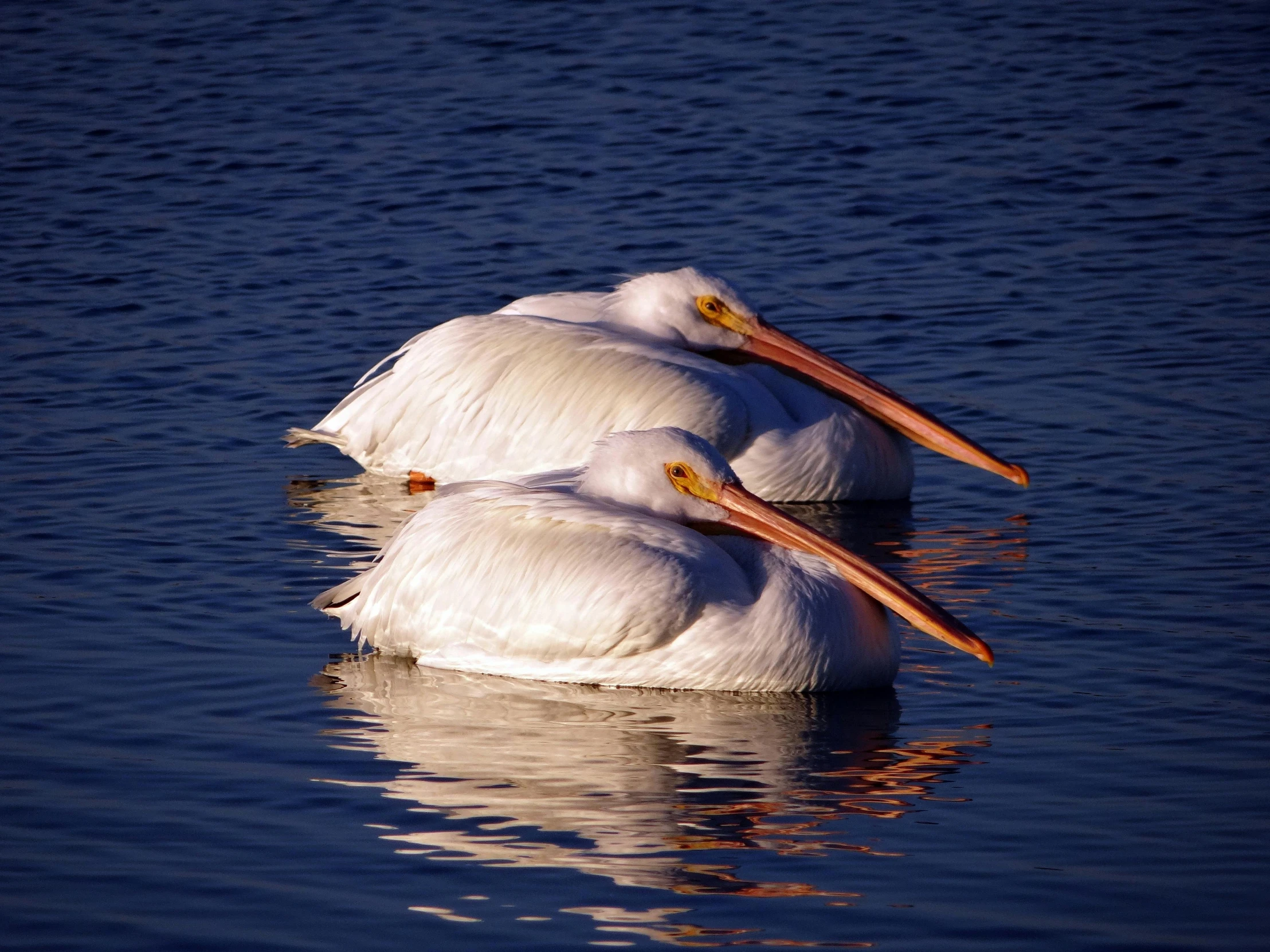 two white pelicans floating in the water with their heads down