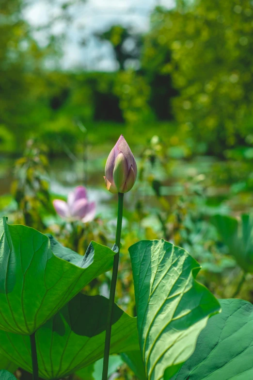 a flower bud is in the midst of green vegetation