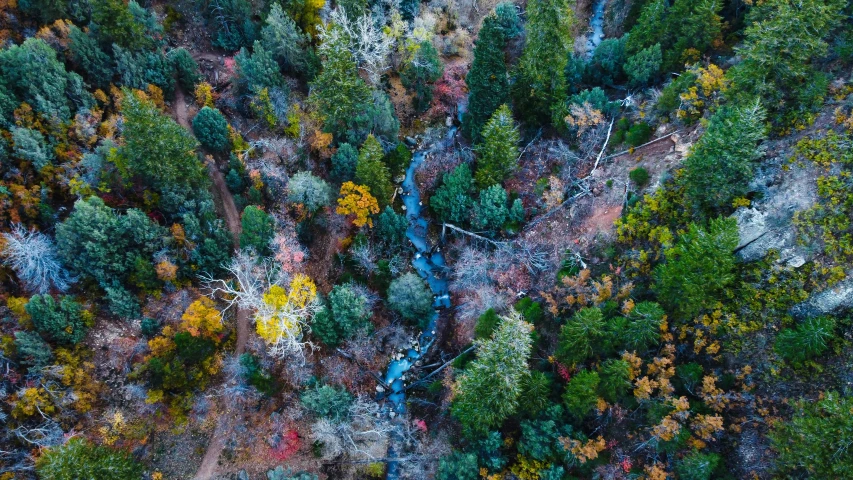 aerial po of a river in an autumn forest