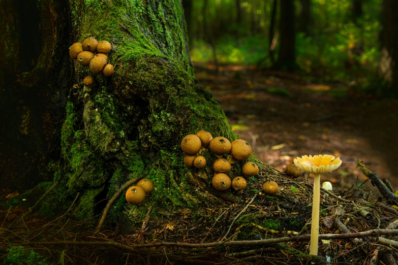 there are many mushrooms that can be seen growing on this tree