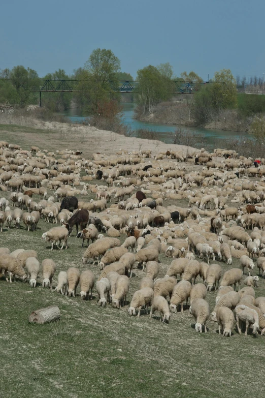 sheep grazing in a grassy pasture on the side of a river