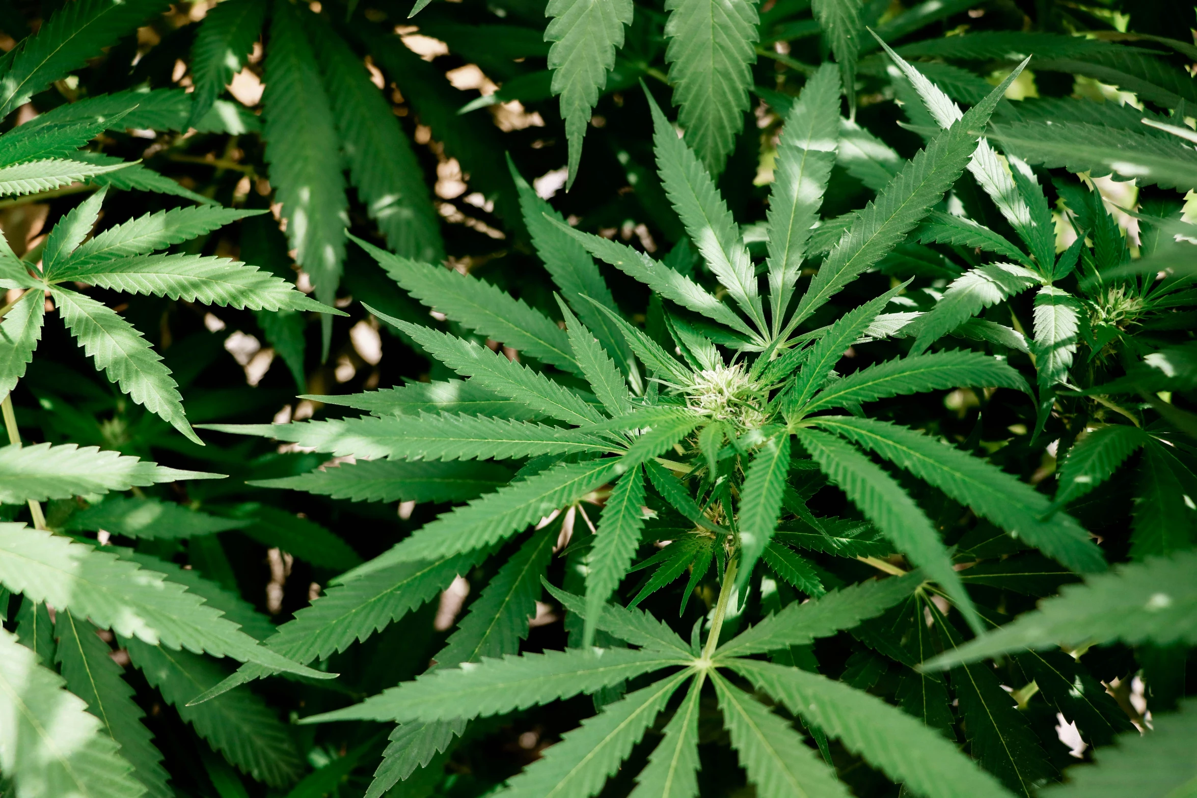 a close - up image of large green plants