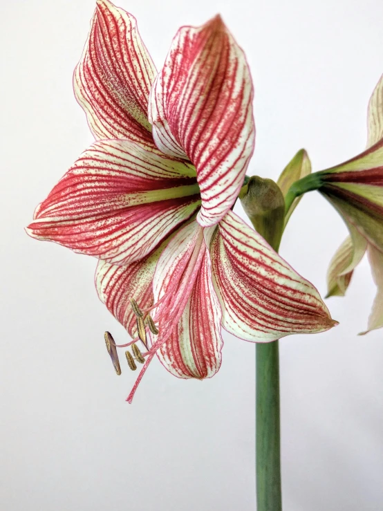 closeup s of flower with white background