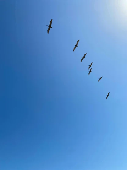 a flock of birds flying through the sky together
