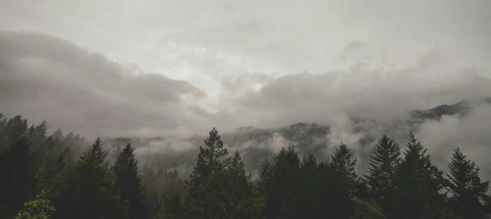 a group of trees standing next to each other near a forest