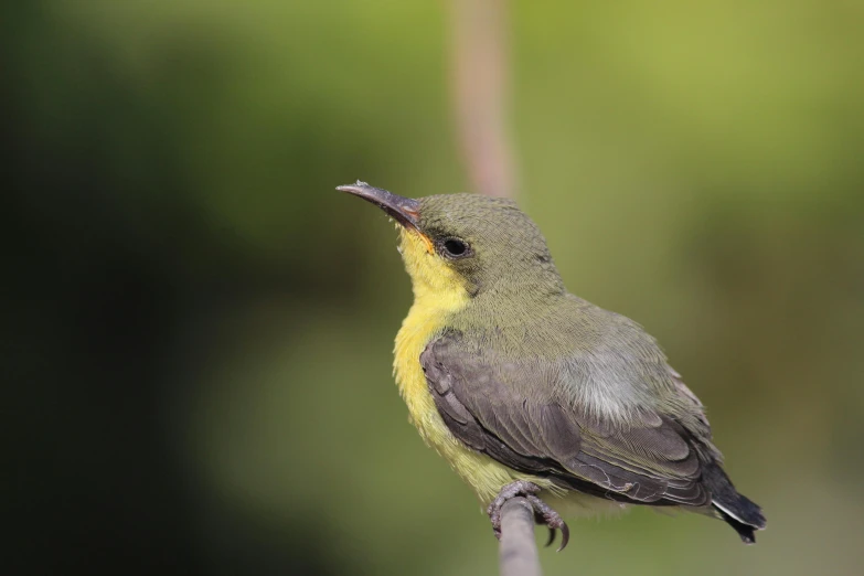 this small bird with a yellow around its neck is perched on a twig