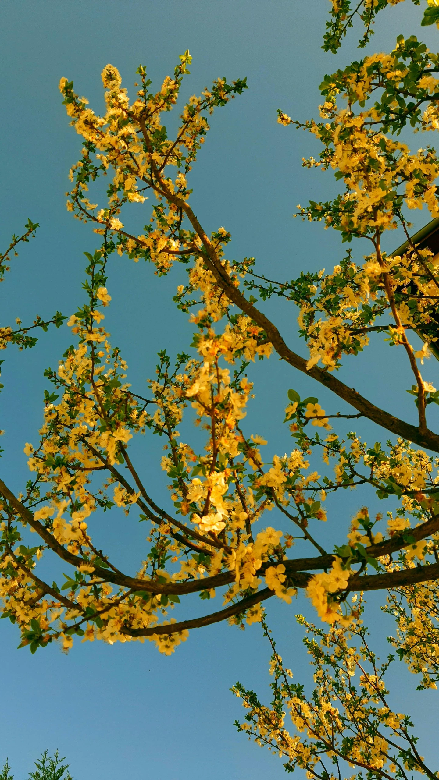 yellow flowered tree nches with a blue sky background