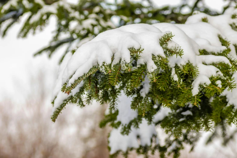 snowy fir tree nches with snow on them