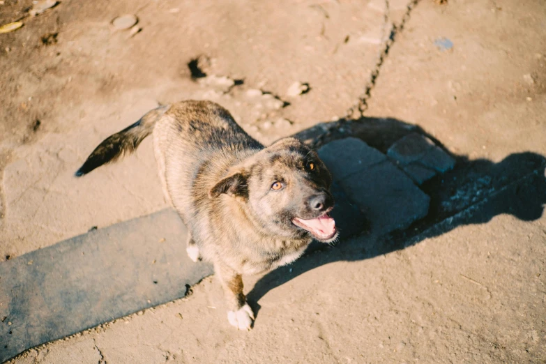 a dog stands on the street with his tongue hanging out