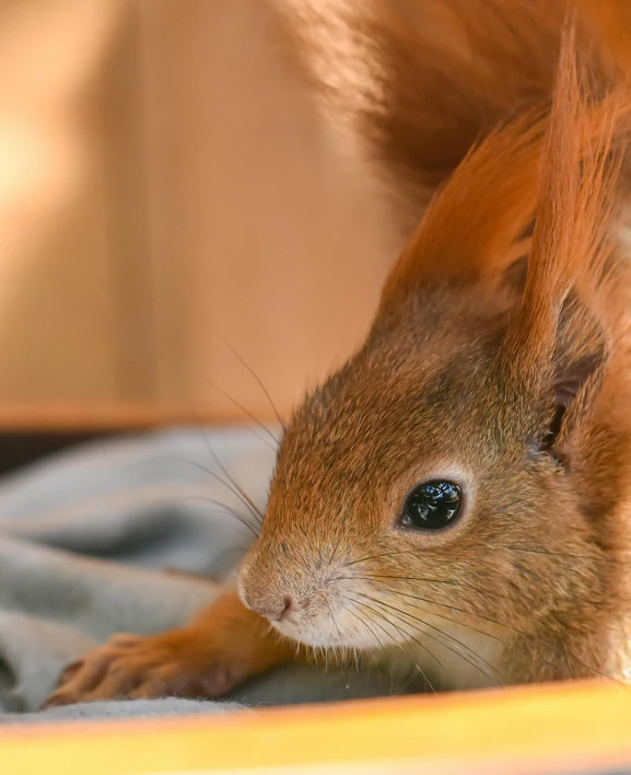 a close up of a very cute furry animal