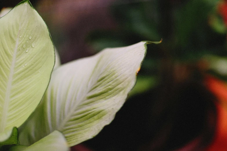 a green leaf sits in the middle of green plants