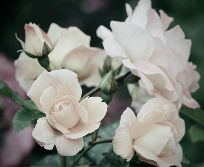 several pink and white roses with green leaves