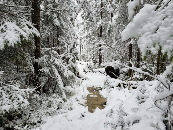 there is a path through the trees covered with snow