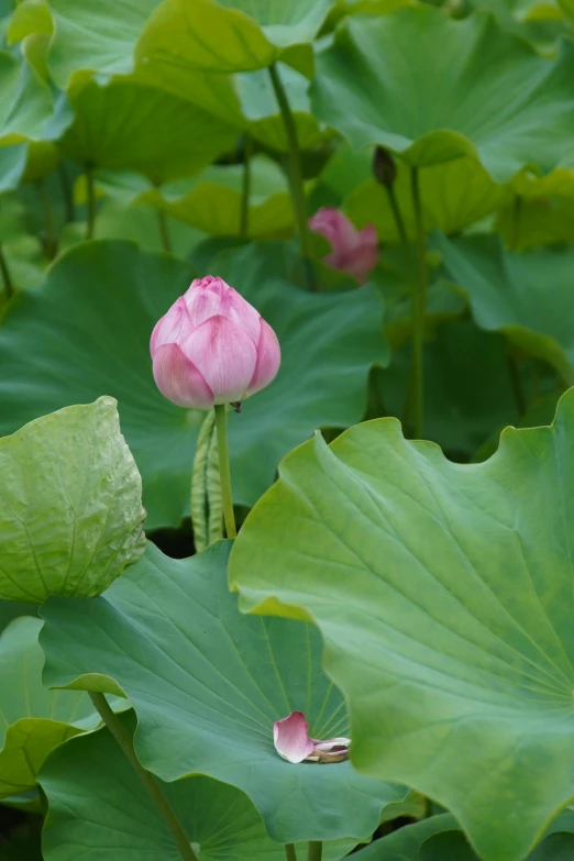 a pink lotus flower surrounded by green leaves