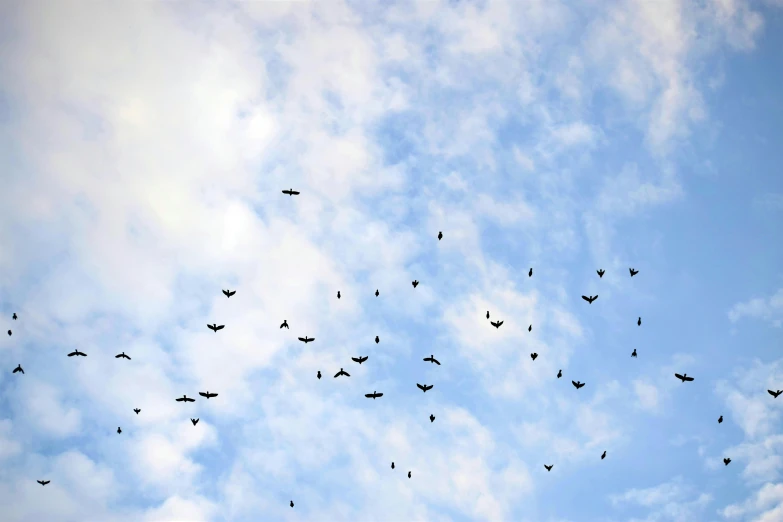 large flock of birds flying in the sky