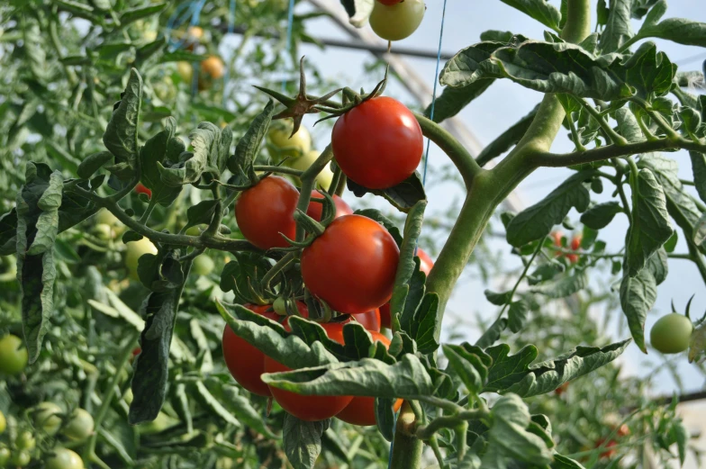 tomatoes and other green vegetables are growing in the garden