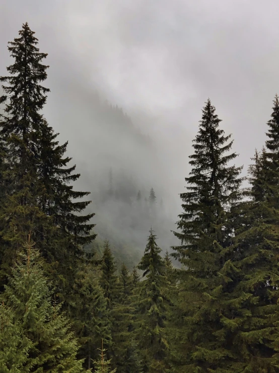 a forest filled with pine trees covered in mist