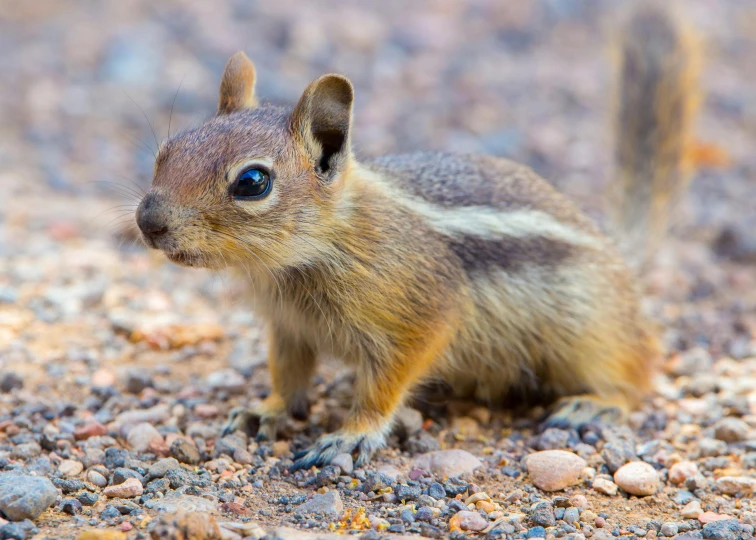 a close up of a squirrel sitting on top of pebbles