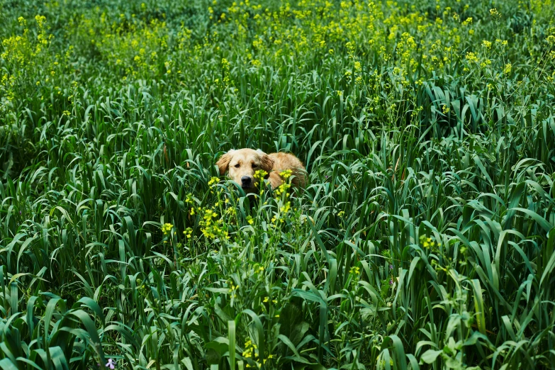 a dog is standing among tall grass in a field