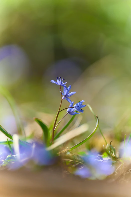 small blue flowers growing out of a grassy area