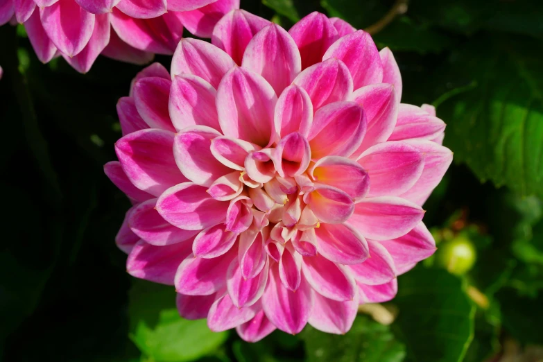 pink flowers in bloom in a green garden