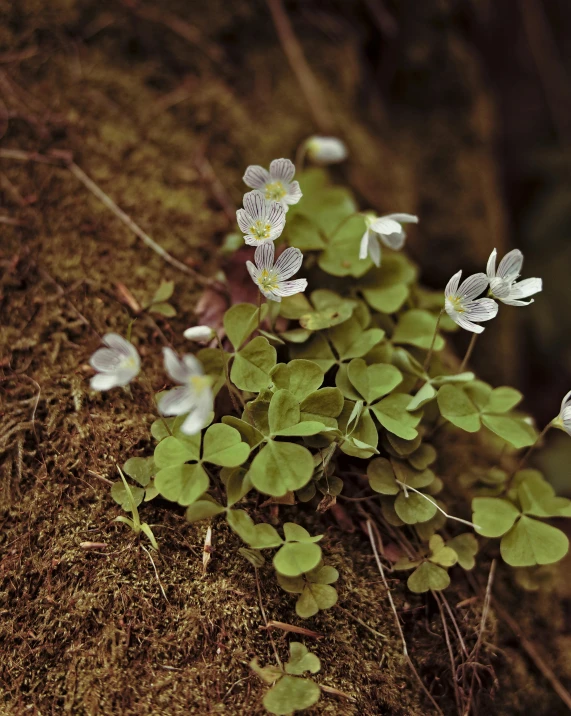 this is a small group of white flowers in dirt