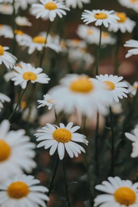 large group of flowers that are yellow and white