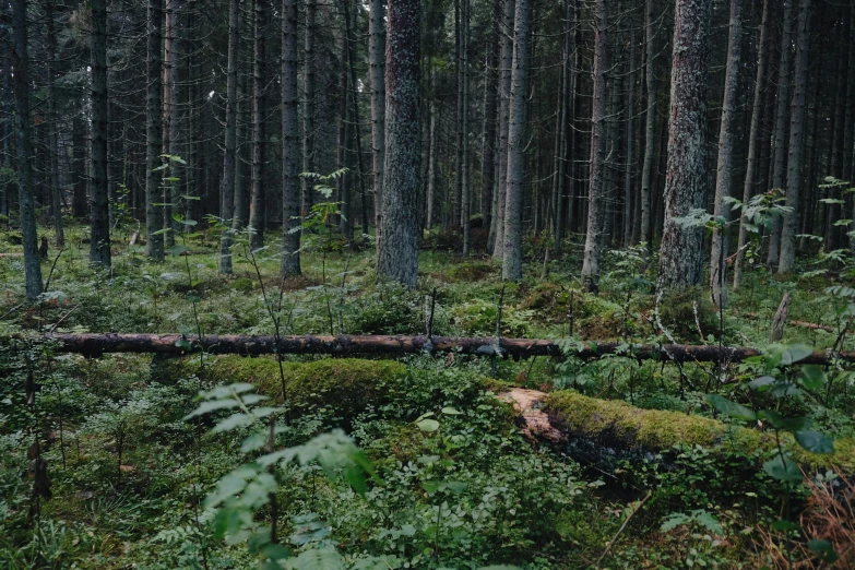 a dense, tree lined forest with green foliage