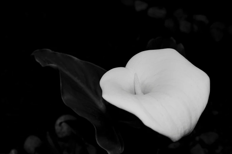 a single white flower with leaves against a black background