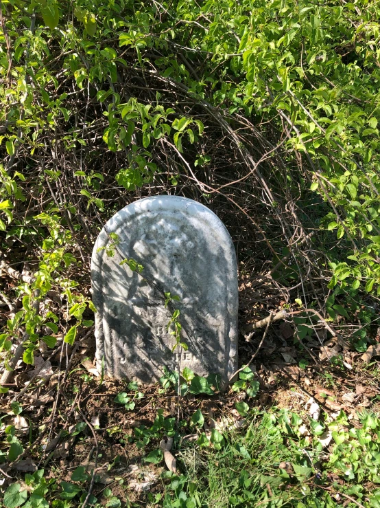 a headstone is shown surrounded by bushes and greenery