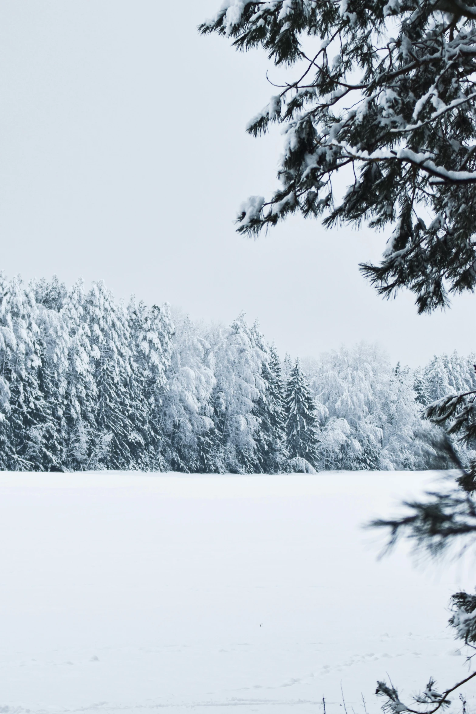 trees line a field and snow covers the ground