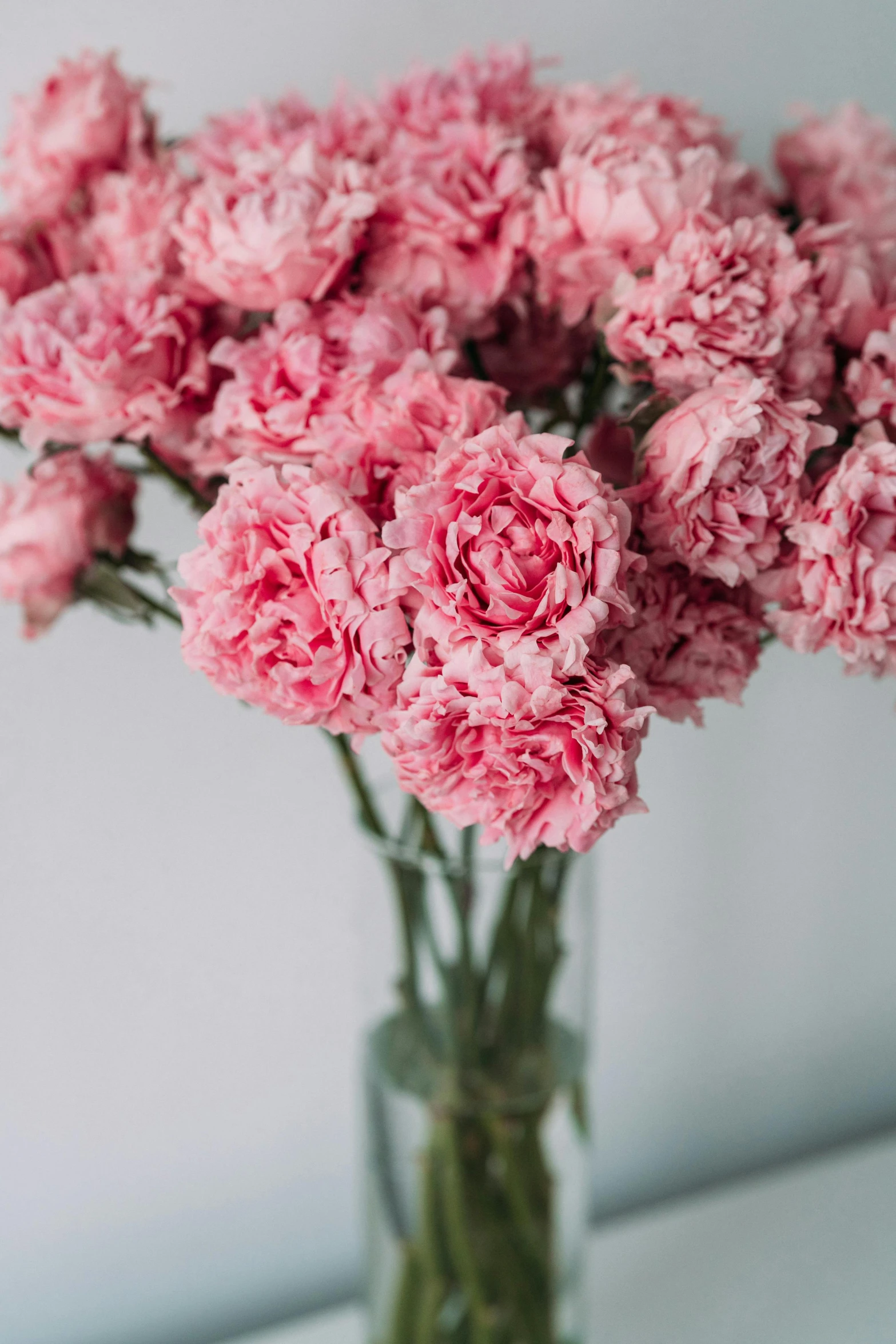 pink carnations in a glass vase on the table