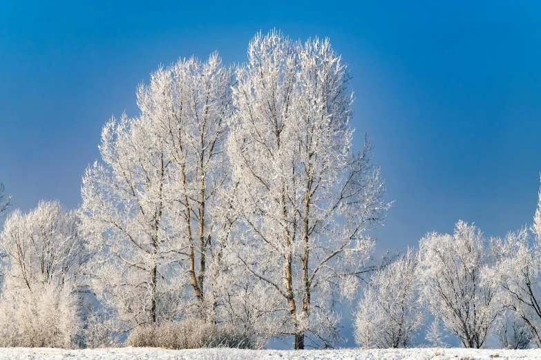 trees with white snow in a blue sky