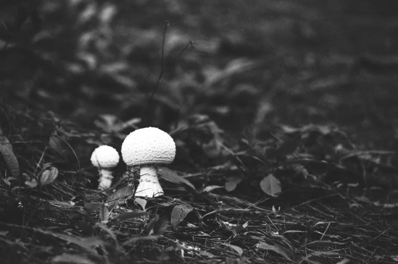 two small mushrooms sitting in the grass