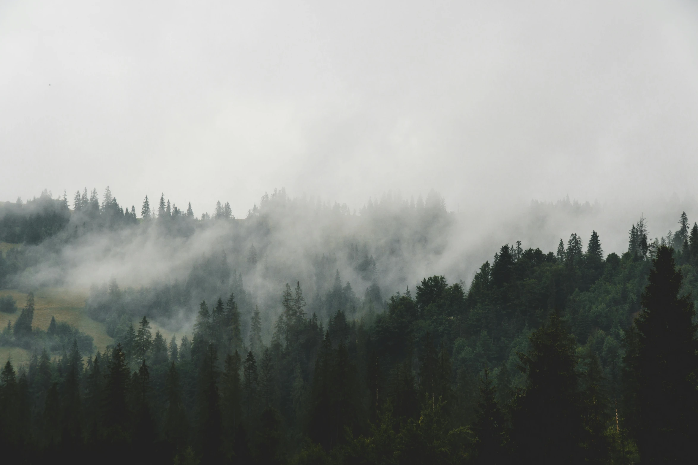 the woods are covered with fog and low lying clouds