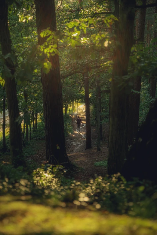 the view of the forest through the sun